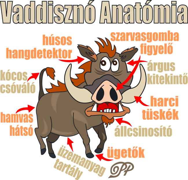 Vaddisznó Anatómia